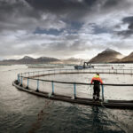 How This $200M Salmon Farm Revolutionized Operations With No-Code Tools