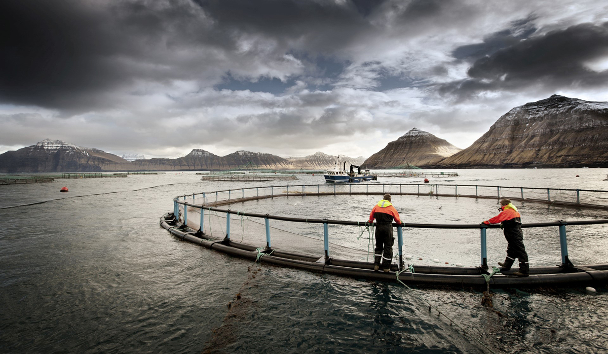 You are currently viewing How This $200M Salmon Farm Revolutionized Operations With No-Code Tools